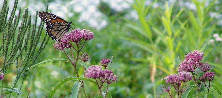 Environmental Remediation